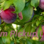 Plum Pickup Lines