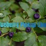Blueberry Pickup Lines