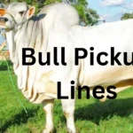 Bull Pickup Lines