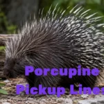 Porcupine Pickup Lines