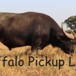 Buffalo Pickup Lines