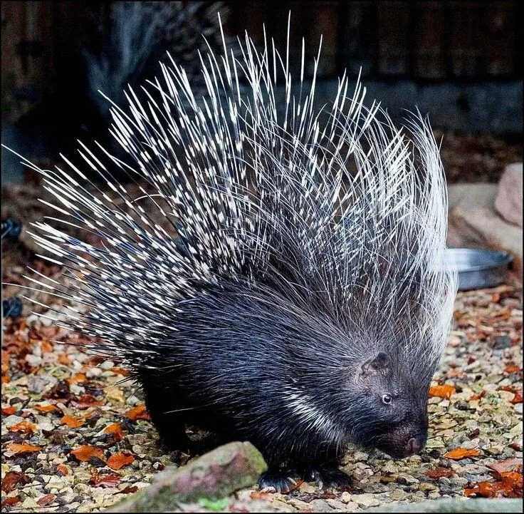 Porcupine Pickup Lines