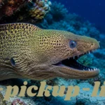 Eel-pickup-lines