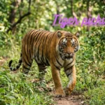 Tiger pickup lines