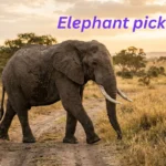 Elephant pickuplines